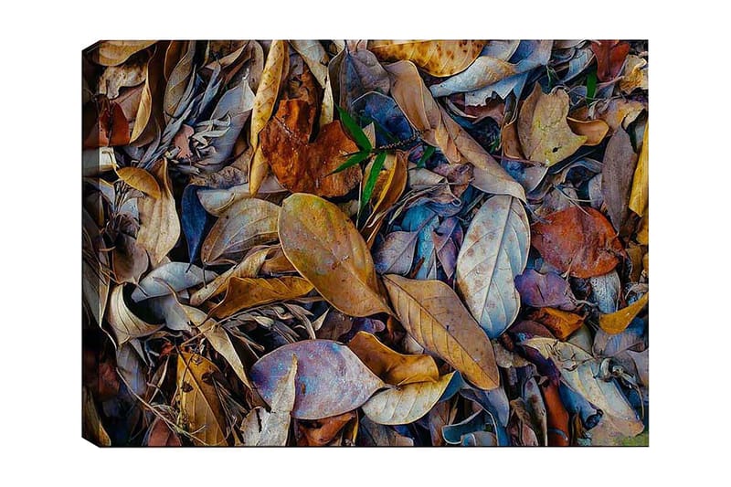Dekorativ Canvasbillede 50x70 cm, Flerfarvet