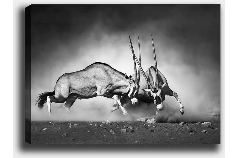 Dekorativ Canvasbillede 50x70 cm, Flerfarvet