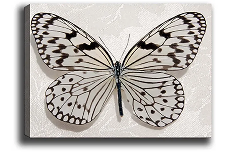 Dekorativ Canvasbillede 50x70 cm - Flerfarvet - Boligtilbehør - Billeder & kunst - Billeder på lærred