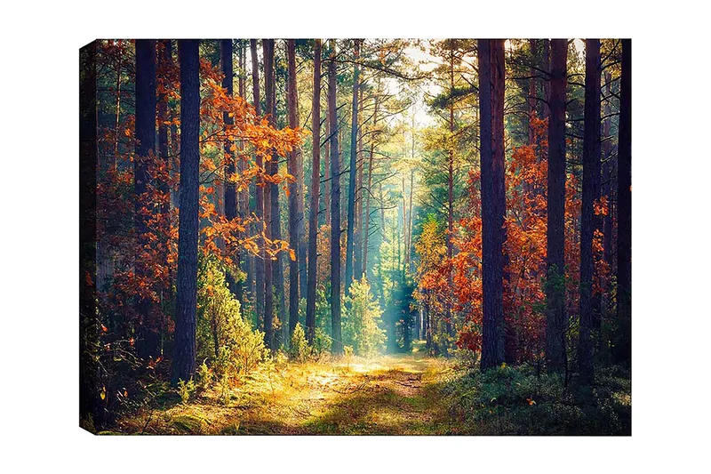 Dekorativ Canvasbillede 50x70 cm, Flerfarvet