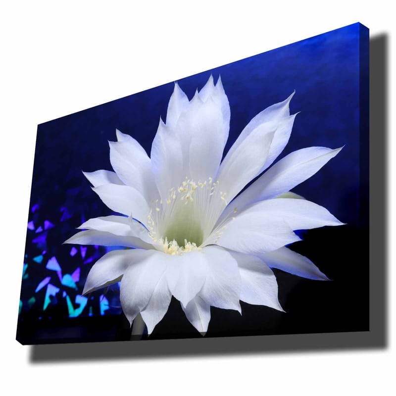 Dekorativ Canvasbillede 70x100 cm - Flerfarvet - Boligtilbehør - Billeder & kunst - Billeder på lærred