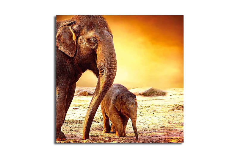 Fototapet Animal Multicolor - 44x54 cm - Billeder på lærred