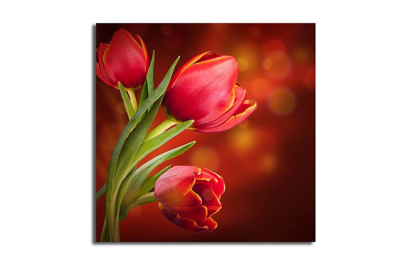 Fototapet Animal Multicolor - 44x54 cm - Boligtilbehør - Billeder & kunst - Billeder på lærred