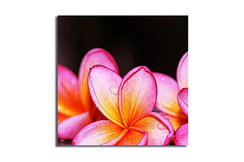Fototapet Animal Multicolor - 44x54 cm - Boligtilbehør - Billeder & kunst - Billeder på lærred
