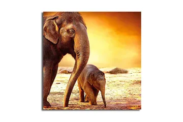 Fototapet Animal Multicolor - 44x54 cm - Boligtilbehør - Billeder & kunst - Billeder på lærred