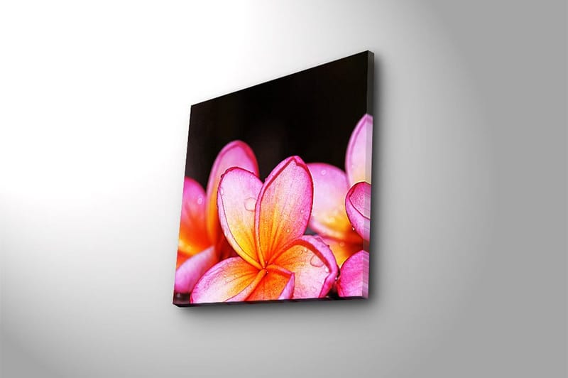 Fototapet Animal Multicolor - 44x54 cm - Boligtilbehør - Billeder & kunst - Billeder på lærred