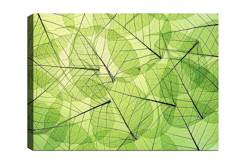 Lærred 70x100 cm - Abstrakt komposition af gennemsigtige blade i forskellige grønne nuancer, Lysegrøn / Mørkegrøn / Sort