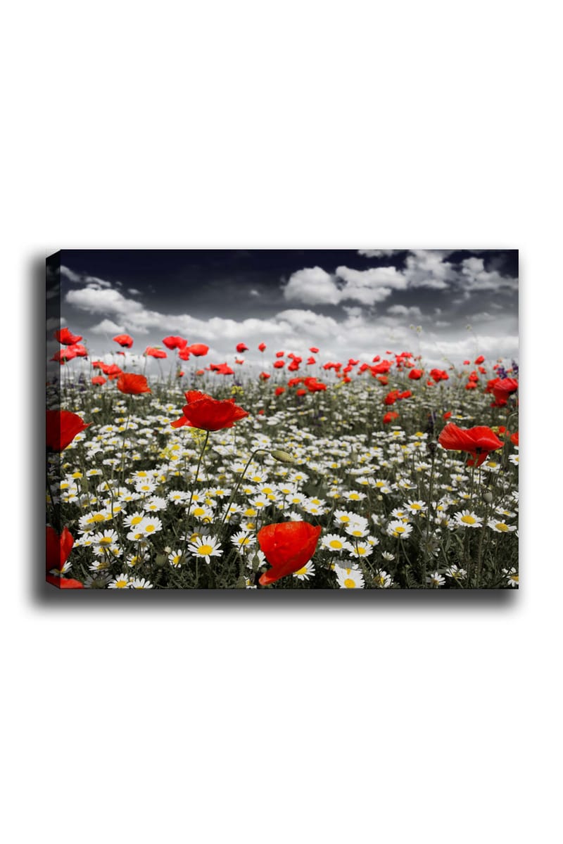 Lærred 70x100 cm - Blomstereng med røde valmuer og hvide margueritter, der skaber en kontrastfuld og levende komposition, Rød / Hvid