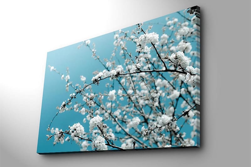 Lærred 70x100 cm - Blomstrende grene mod en klar, blå baggrund - Hvid / Lyseblå - Boligtilbehør - Billeder & kunst - Billeder på lærred