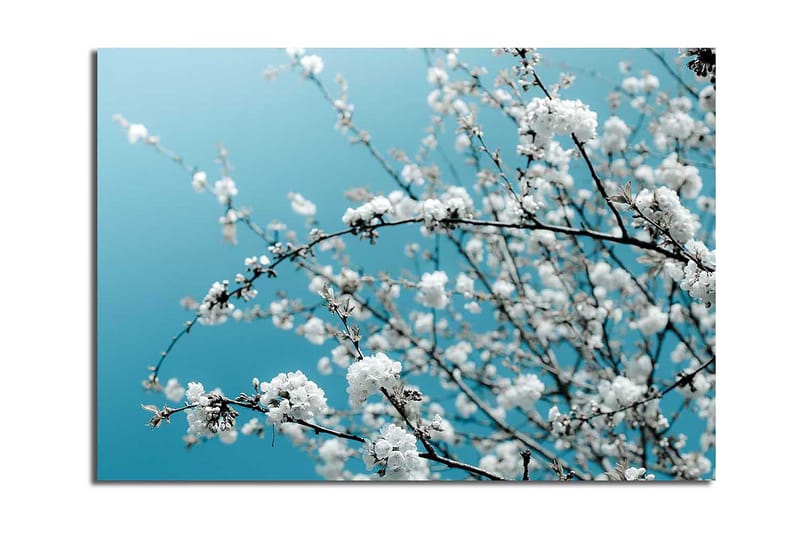 Lærred 70x100 cm - Blomstrende grene mod en klar, blå baggrund, Hvid / Lyseblå