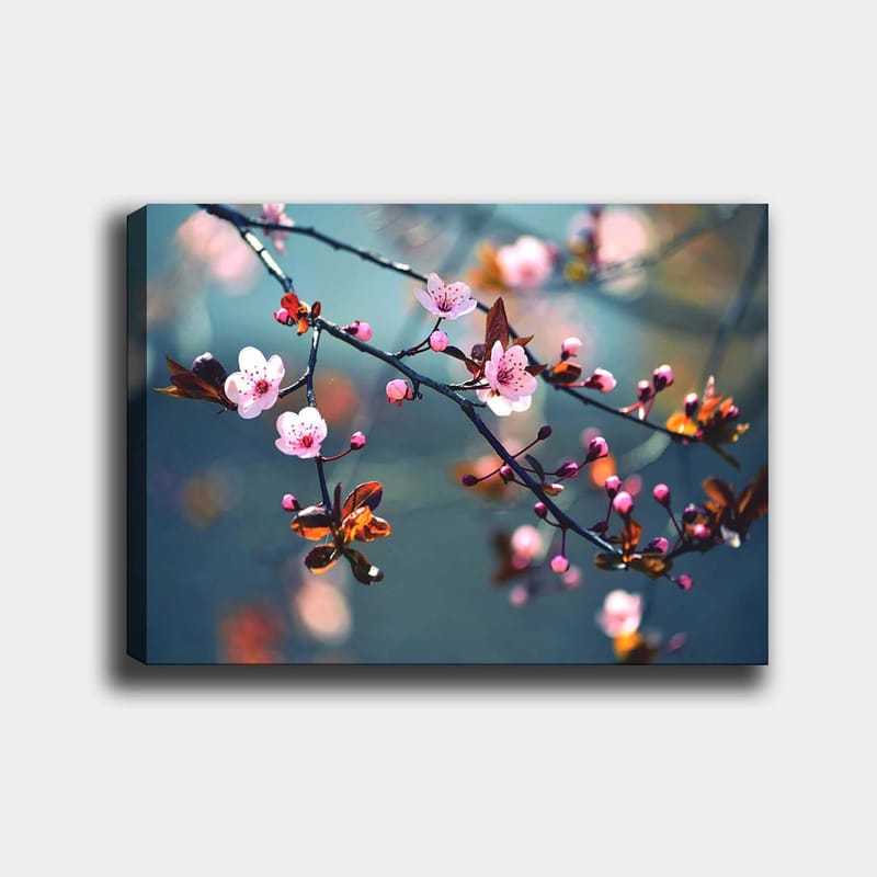 Lærred 70x100 cm - Blomstrende kirsebærgrene med lyserøde blomster og brune blade, Lyserød / Brun / Grøn