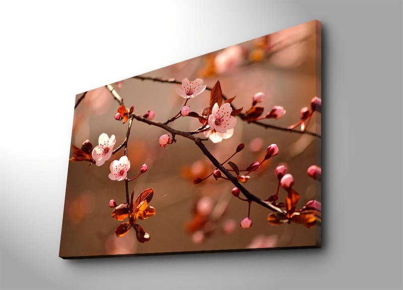 Lærred 70x100 cm - Blomstrende kirsebærgrene med lyserøde blomster og brune blade, Lyserød / Brun