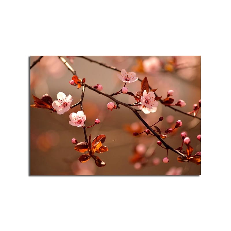 Lærred 70x100 cm - Blomstrende kirsebærgrene med lyserøde blomster og brune blade - Lyserød / Brun - Boligtilbehør - Billeder & kunst - Billeder på lærred