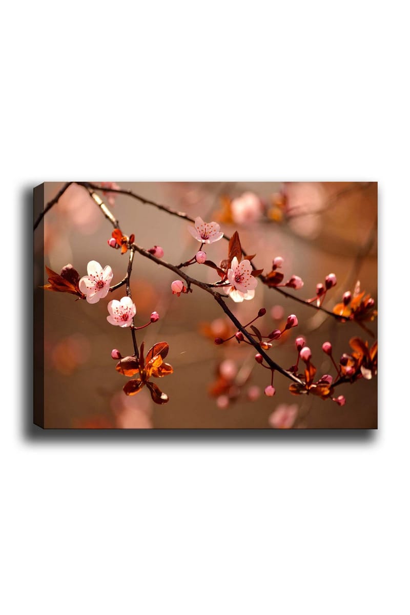 Lærred 70x100 cm - Blomstrende kirsebærgrene med lyserøde blomster og knopper, Lyserød / Brun / Mørkerød