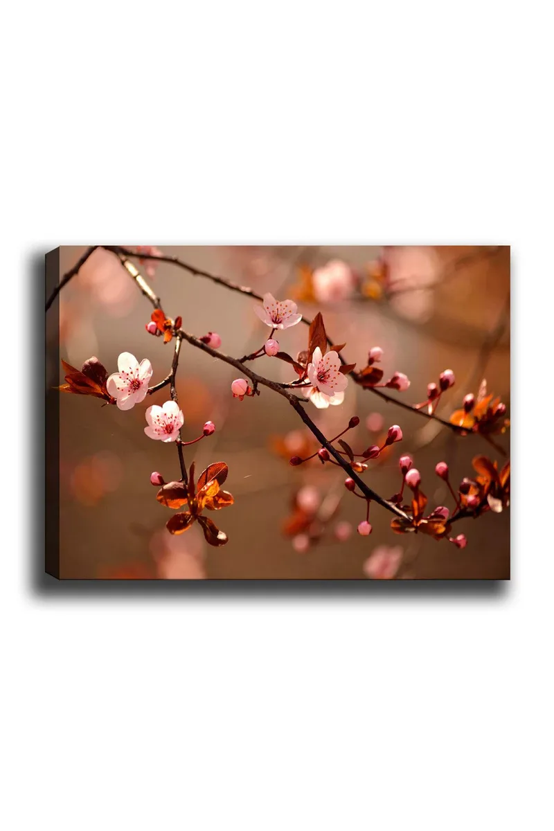 Lærred 70x100 cm - Blomstrende kirsebærgrene med lyserøde blomster og knopper, Lyserød / Brun / Mørkerød