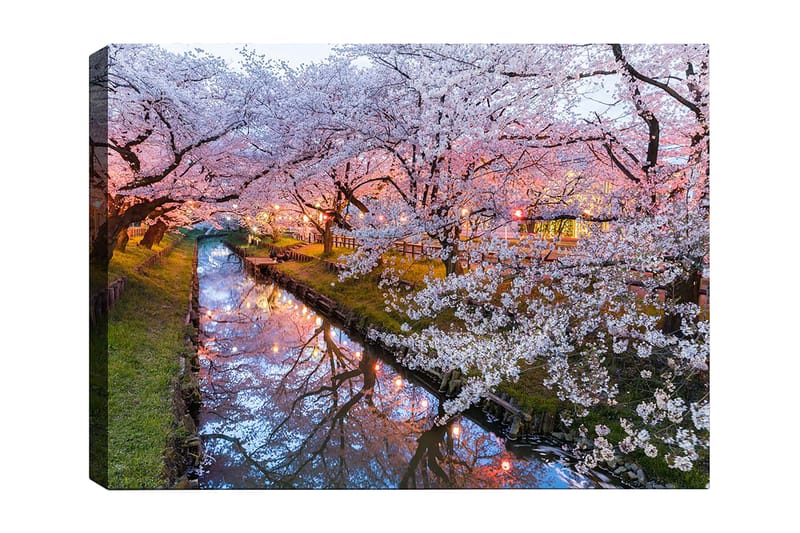 Lærred 70x100 cm - Blomstrende kirsebærtræer ved en stille kanal i skumringen, Lyserød / Hvid / Grøn
