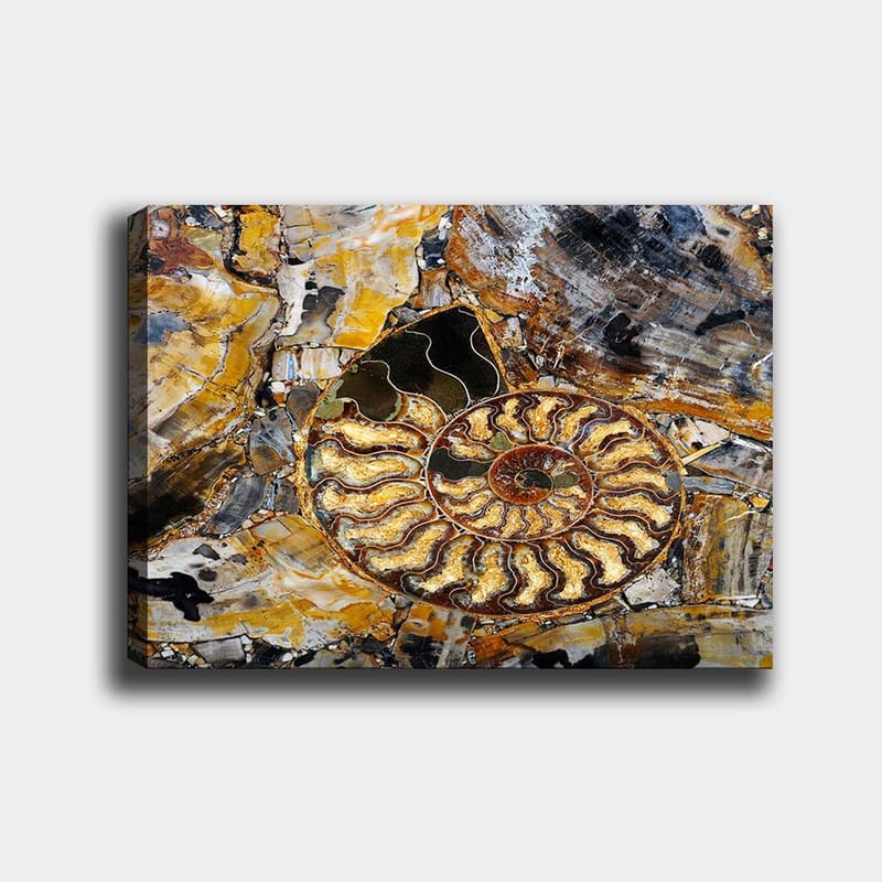 Lærred 70x100 cm - Detaljeret afbildning af en snegl med spiralstruktur, Guld / Brun / Sort