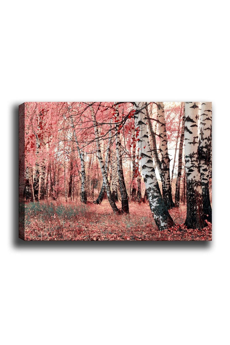 Lærred 70x100 cm - Drømmende skov med birketræer omgivet af lyserøde og røde blade, Lyserød / Hvid / Sort