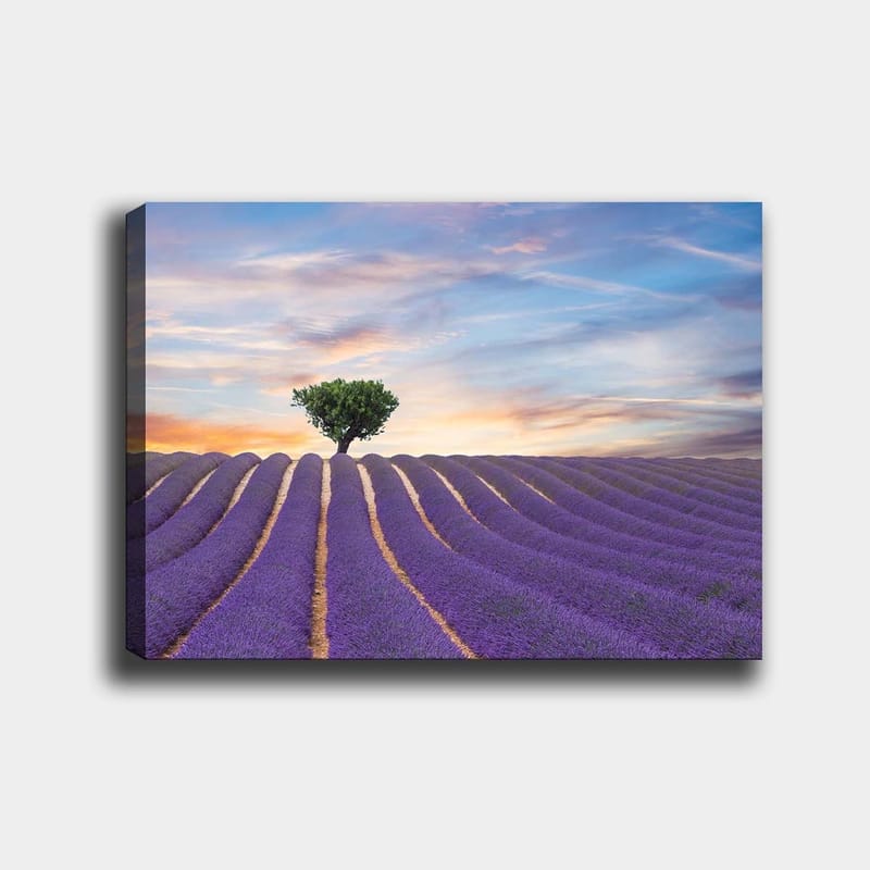 Lærred 70x100 cm - En ensom trækrone står stolt over en lavendelmark i bløde, bølgede rækker under en farverig himmel, Lilla / Grøn / Gul