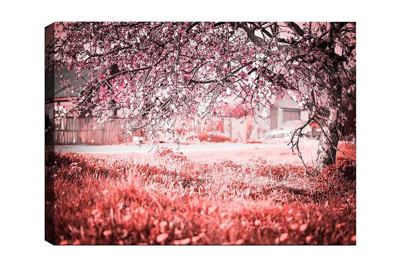 Lærred 70x100 cm - Et blomstrende kirsebærtræ i romantiske og drømmeagtige omgivelser, Lyserød / Grå