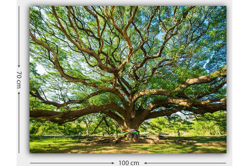 Lærred 70x100 cm - Et stort og majestætisk træ med spredte grene og frodigt grønt - Grøn / Brun - Boligtilbehør - Billeder & kunst - Billeder på lærred