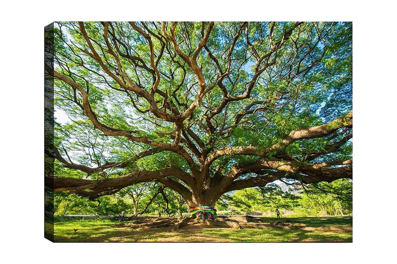 Lærred 70x100 cm - Et stort og majestætisk træ med spredte grene og frodigt grønt, Grøn / Brun