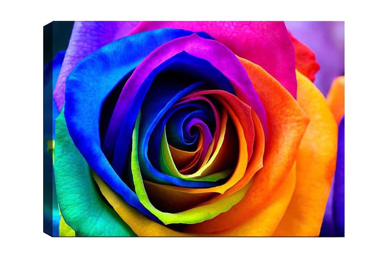 Lærred 70x100 cm - Farverig rose med spiraler i regnbuens farver, Blå / Lilla / Orange