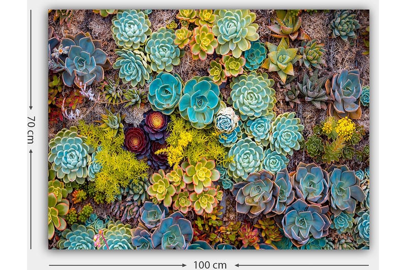 Lærred 70x100 cm - Farverig samling af forskellige sukkulenter i varierende former og nuancer - Turkis / Grøn / Gul - Boligtilbehør - Billeder & kunst - Billeder på lærred