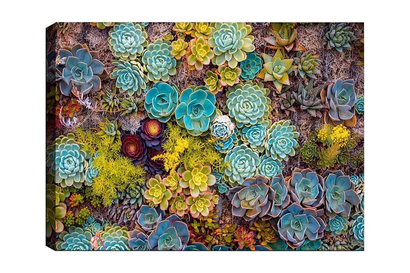 Lærred 70x100 cm - Farverig samling af forskellige sukkulenter i varierende former og nuancer, Turkis / Grøn / Gul