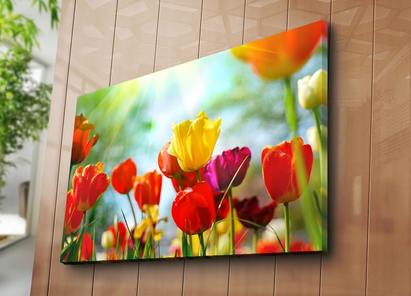 Lærred 70x100 cm - Farverig samling af tulipaner i forskellige nuancer, der blomstrer i lyset - Rød / Gul / Lilla - Boligtilbehør - Billeder & kunst - Billeder på lærred