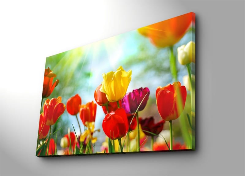 Lærred 70x100 cm - Farverig samling af tulipaner i forskellige nuancer, der blomstrer i lyset, Rød / Gul / Lilla