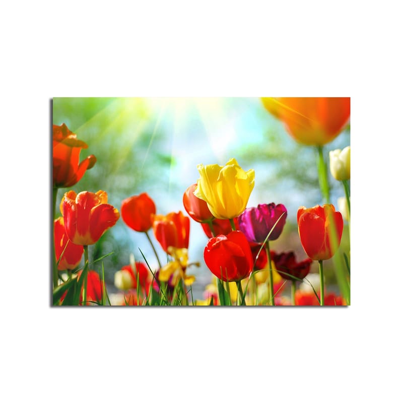 Lærred 70x100 cm - Farverig samling af tulipaner i forskellige nuancer, der blomstrer i lyset - Rød / Gul / Lilla - Boligtilbehør - Billeder & kunst - Billeder på lærred