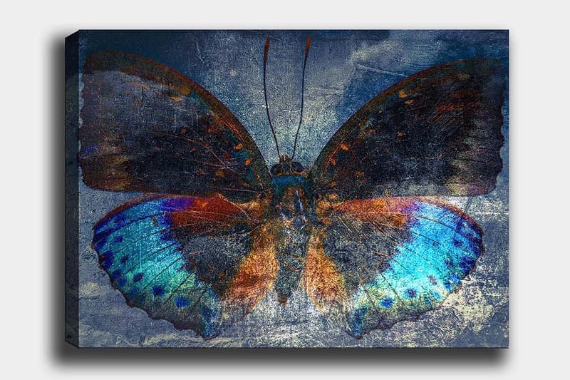 Lærred 70x100 cm - Farverig sommerfugl med detaljerede vinger i blå og orange, Blå / Orange / Sort