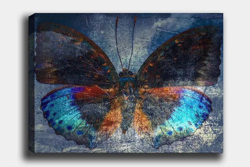 Lærred 70x100 cm - Farverig sommerfugl med detaljerede vinger i blå og orange, Blå / Orange / Sort
