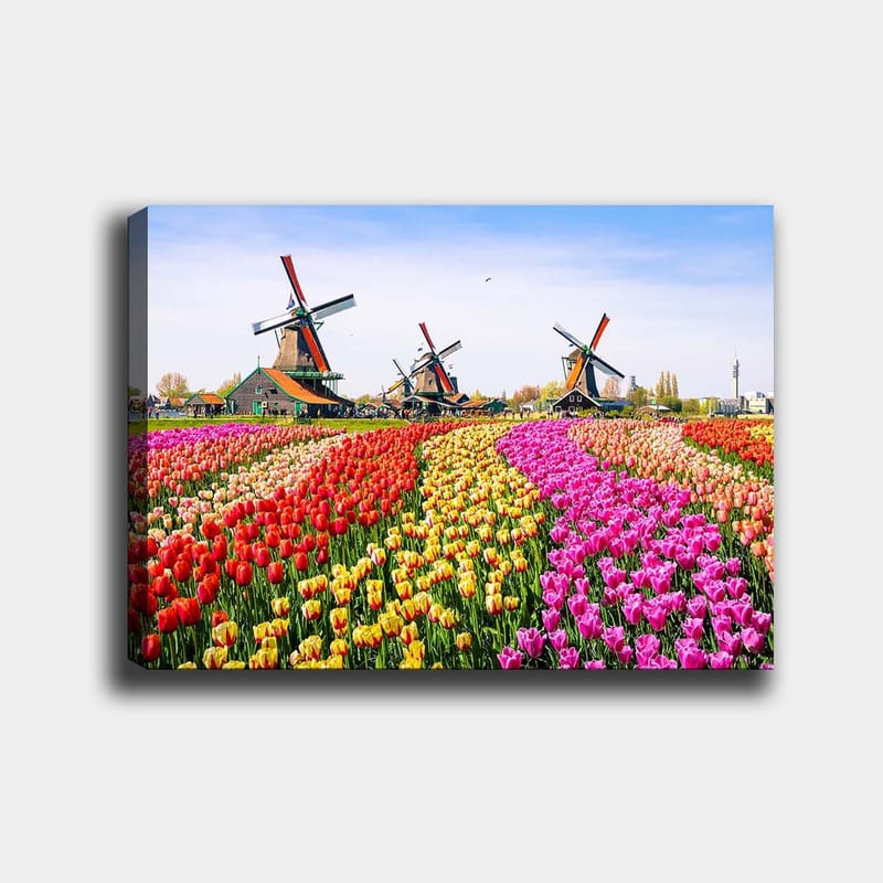 Lærred 70x100 cm - Farverig tulipanmark med vindmølle i baggrunden, Rød / Gul / Lyserød