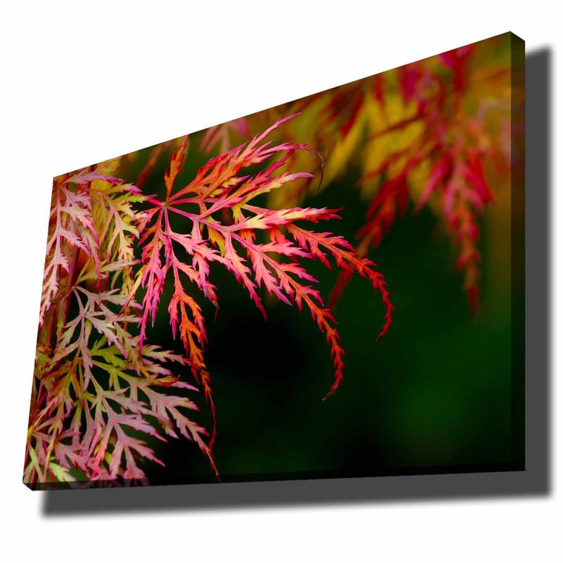 Lærred 70x100 cm - Farverige ahornblade i forskellige nuancer af rød og pink, Rød / Pink / Grøn