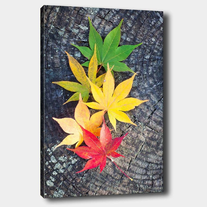 Lærred 70x100 cm - Farverige efterårsblade i forskellige nuancer på en træoverflade - Grøn / Gul / Rød - Boligtilbehør - Billeder & kunst - Billeder på lærred