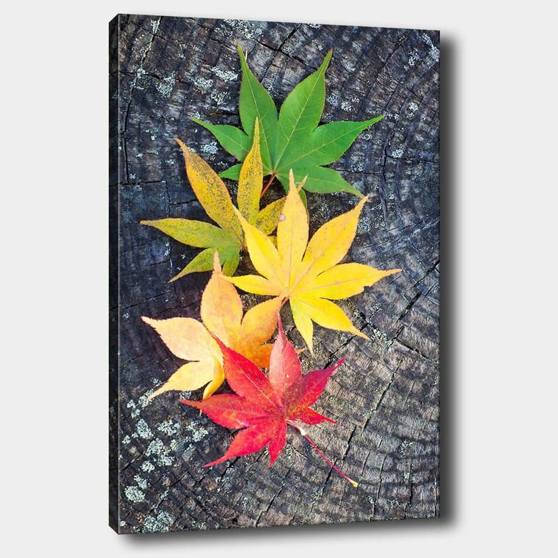 Lærred 70x100 cm - Farverige efterårsblade i forskellige nuancer på en træoverflade - Grøn / Gul / Rød - Boligtilbehør - Billeder & kunst - Billeder på lærred