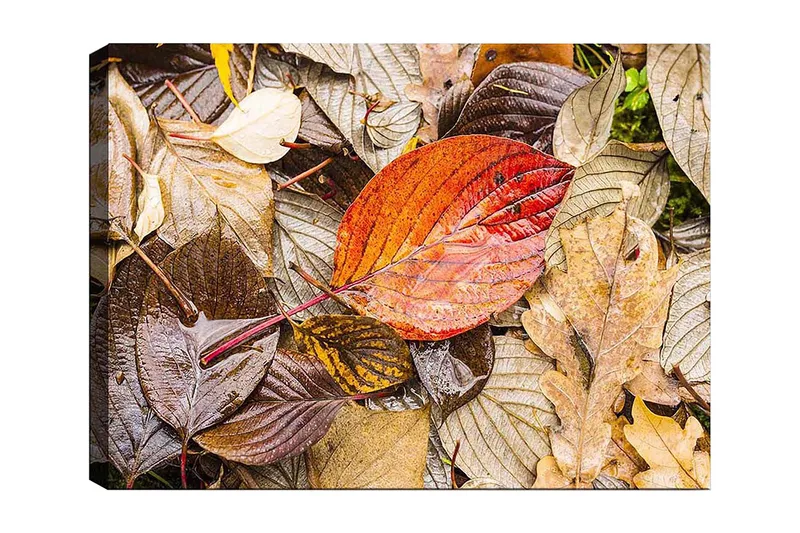 Lærred 70x100 cm - Farverige efterårsblade på en fugtig jordoverflade, Rød / Brun / Gul