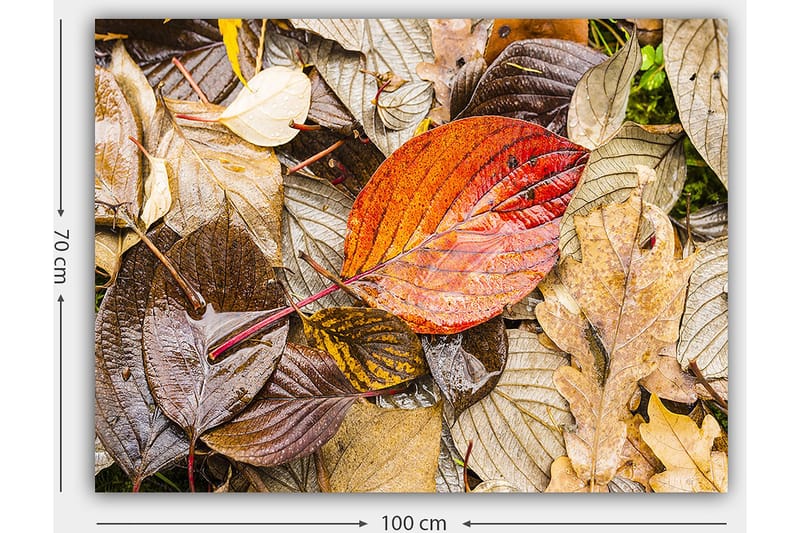 Lærred 70x100 cm - Farverige efterårsblade på en fugtig jordoverflade - Rød / Brun / Gul - Boligtilbehør - Billeder & kunst - Billeder på lærred