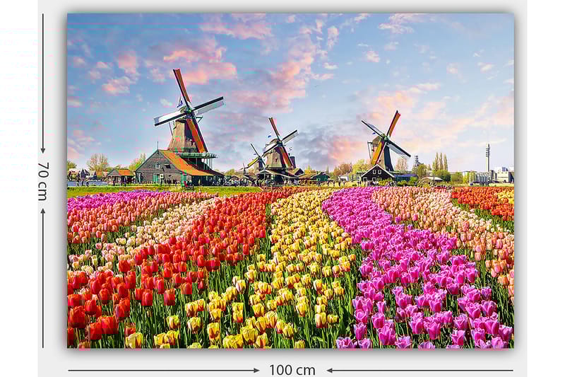 Lærred 70x100 cm - Farverige tulipanmarker med vindmøller i baggrunden - Rød / Lyserød / Gul - Boligtilbehør - Billeder & kunst - Billeder på lærred
