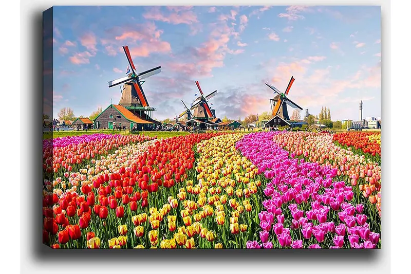 Lærred 70x100 cm - Farverige tulipanmarker med vindmøller i baggrunden - Rød / Lyserød / Gul - Boligtilbehør - Billeder & kunst - Billeder på lærred