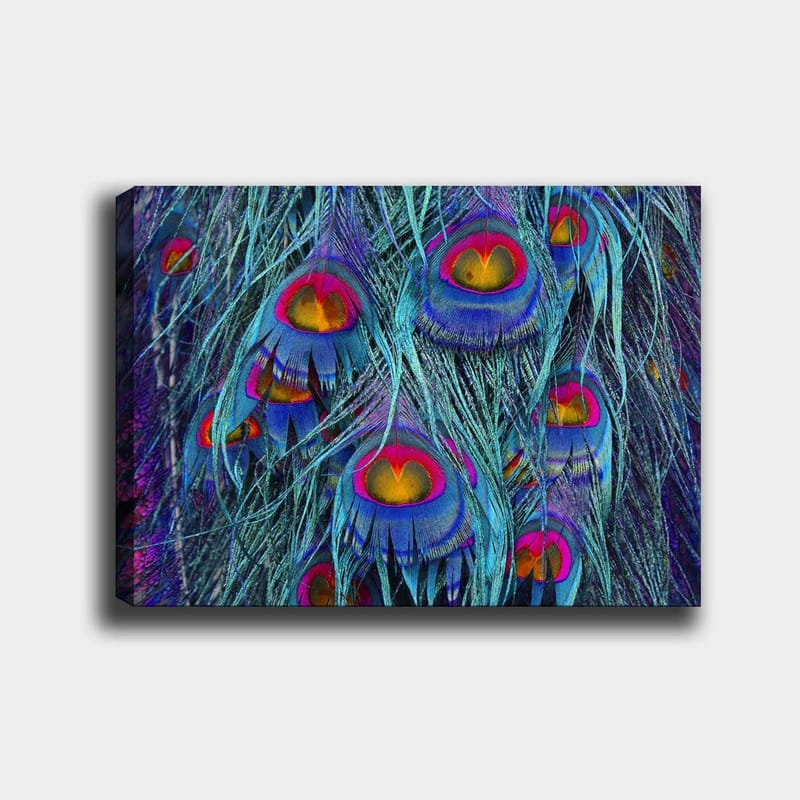 Lærred 70x100 cm - Farverige påfuglefjer med et hypnotiserende mønster, Turkis / Lilla / Rød