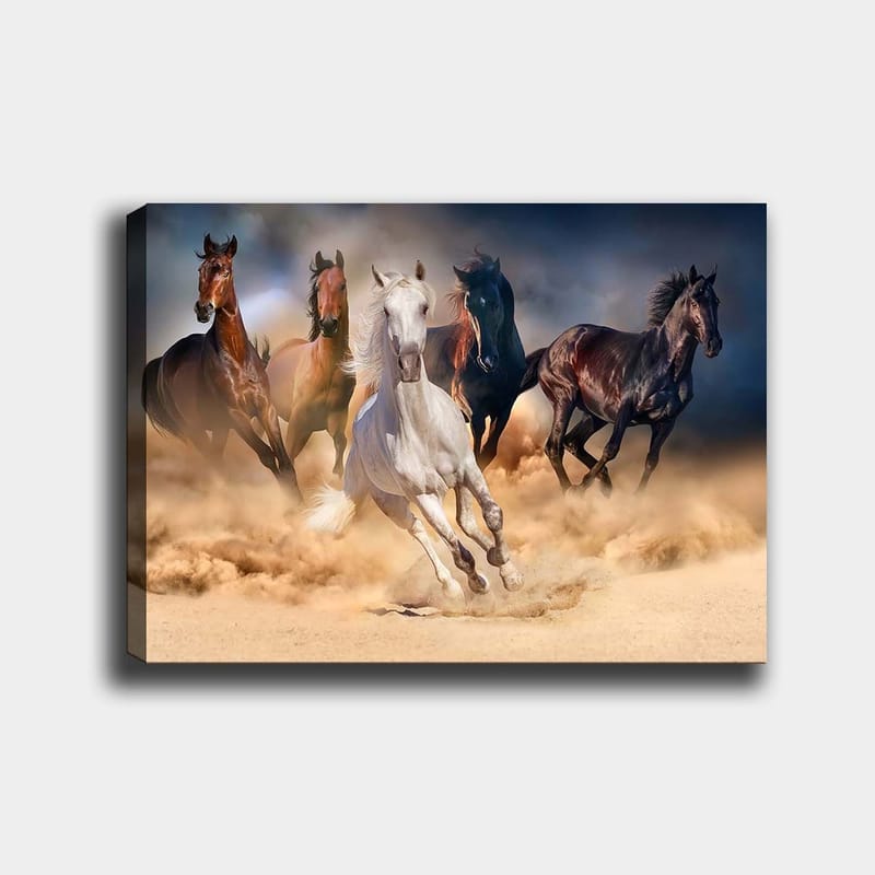 Lærred 70x100 cm - Fem heste i fuld galop gennem sand og støv, Hvid / Brun / Sort