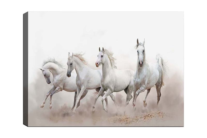 Lærred 70x100 cm - Fire hvide heste galoperer fremad i et tåget miljø, Hvid / Lysegrå