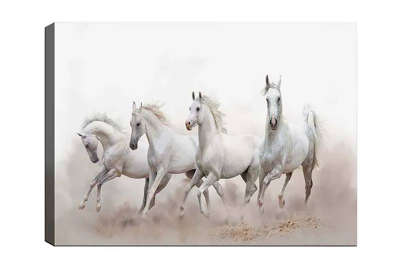 Lærred 70x100 cm - Fire hvide heste galoperer fremad i et tåget miljø, Hvid / Lysegrå