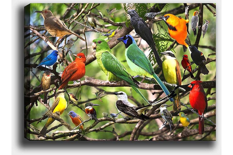Lærred 70x100 cm - Flere farverige fugle sidder på grene i et livligt naturligt miljø - Grøn / Rød / Blå - Boligtilbehør - Billeder & kunst - Billeder på lærred