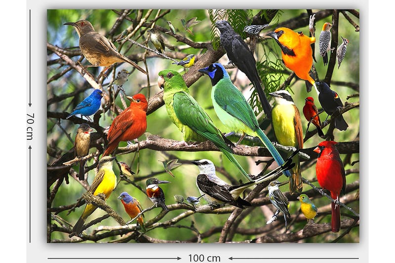 Lærred 70x100 cm - Flere farverige fugle sidder på grene i et livligt naturligt miljø - Grøn / Rød / Blå - Boligtilbehør - Billeder & kunst - Billeder på lærred