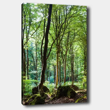 Lærred 70x100 cm - Frodig skov med høje træer og frodig vegetation - Grøn / Brun - Boligtilbehør - Billeder & kunst - Billeder på lærred