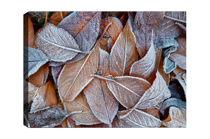 Lærred 70x100 cm - Frosne blade i efterårsfarver, Orange / Grå / Hvid